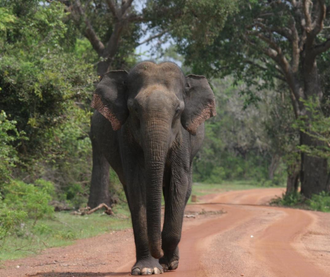 Yala Rich Lodge Tissamaharama Ngoại thất bức ảnh
