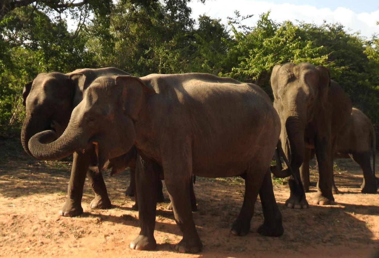 Yala Rich Lodge Tissamaharama Ngoại thất bức ảnh