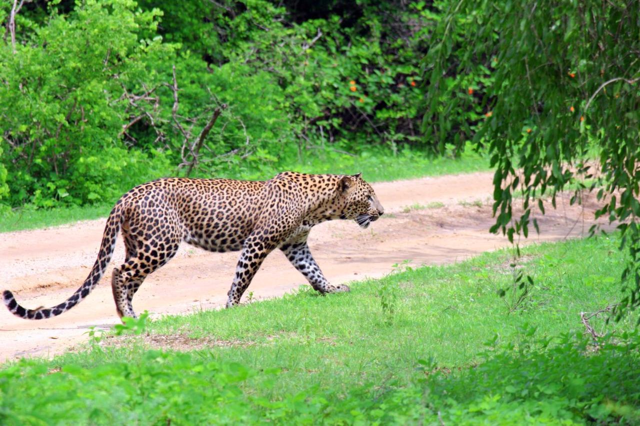 Yala Rich Lodge Tissamaharama Ngoại thất bức ảnh